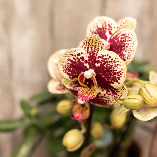 Combi Deal 2 Phalaenopsis Rød Og Gul - Spania - Blomstrende Plante