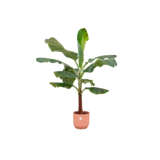 Combi Deal - Bananenplant (Musa) Inkludert Elho Vibes Fold Rund Rose Ø22 - 120 Cm