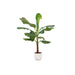 Combi Deal - Bananenplant (Musa) Inkludert Elho Vibes Fold Rund Wit Ø22 - 120 Cm