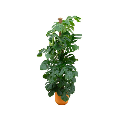 Combi Deal - Monstera Pertusum Xl Inclusive Elho Jazz Round Geel Ø26 - 150 Cm