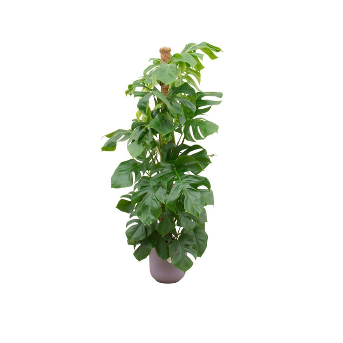 Combi Deal - Monstera Pertusum Xl Inclusive Elho Jazz Round Lila Ø26 - 150 Cm