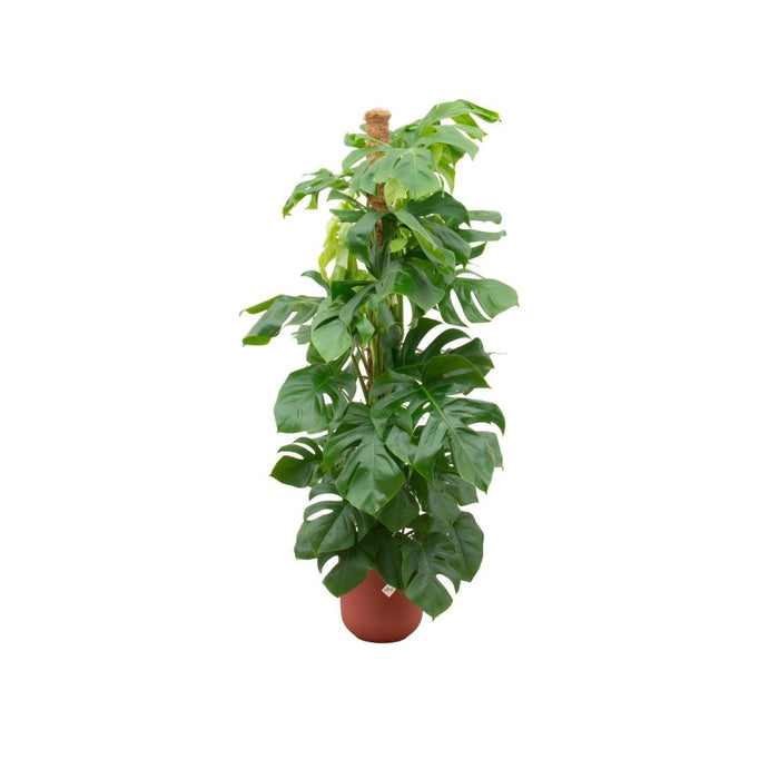 Combi Deal - Monstera Pertusum Xl Inclusive Elho Jazz Round Rood Ø26 - 150 Cm