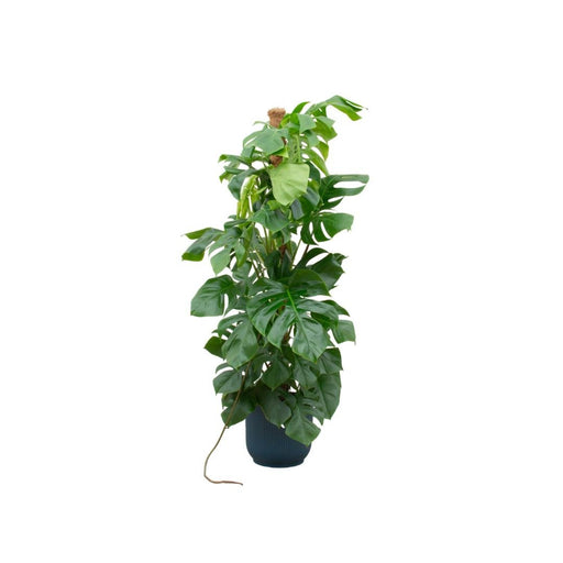 Combi Deal - Monstera Pertusum Xl Inclusive Elho Vibes Fold Rund Blauw Ø30 - 150 Cm