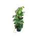 Combi Deal - Monstera Pertusum Xl Inclusive Elho Vibes Fold Rund Blauw Ø30 - 150 Cm