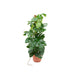 Combi Deal - Monstera Pertusum Xl Inclusive Elho Vibes Fold Rund Rose Ø30 - 150 Cm