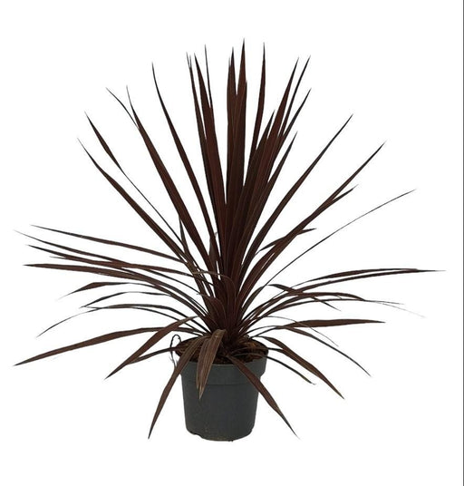 Cordyline Australis 'Red Star'