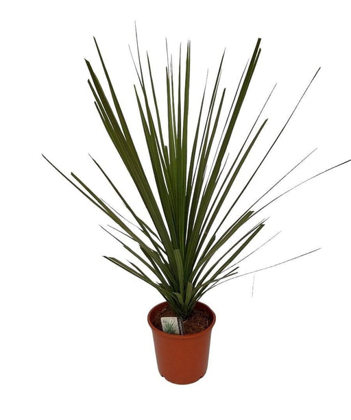 Cordyline Indivisa Peko