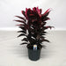 Cordyline Mambo