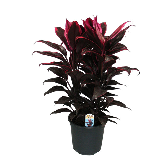 Cordyline Mambo