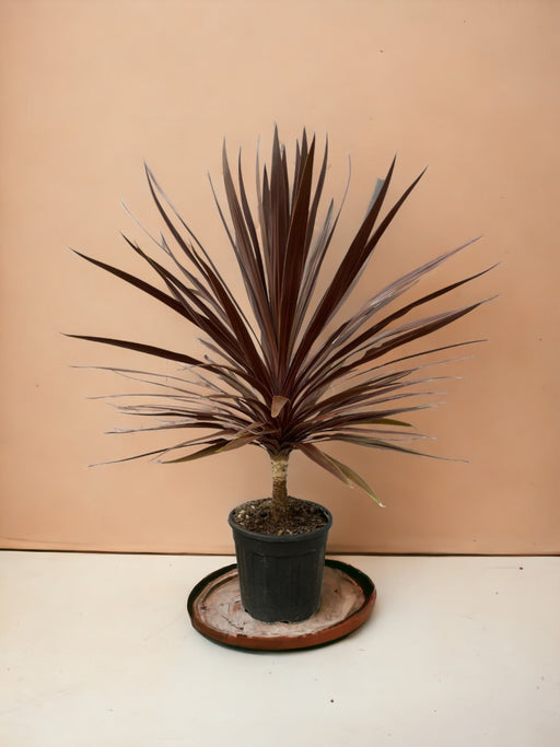 Cordyline Red Star