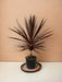 Cordyline Red Star