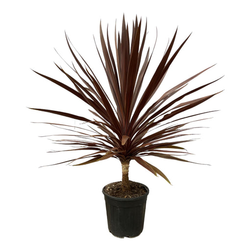 Cordyline Red Star