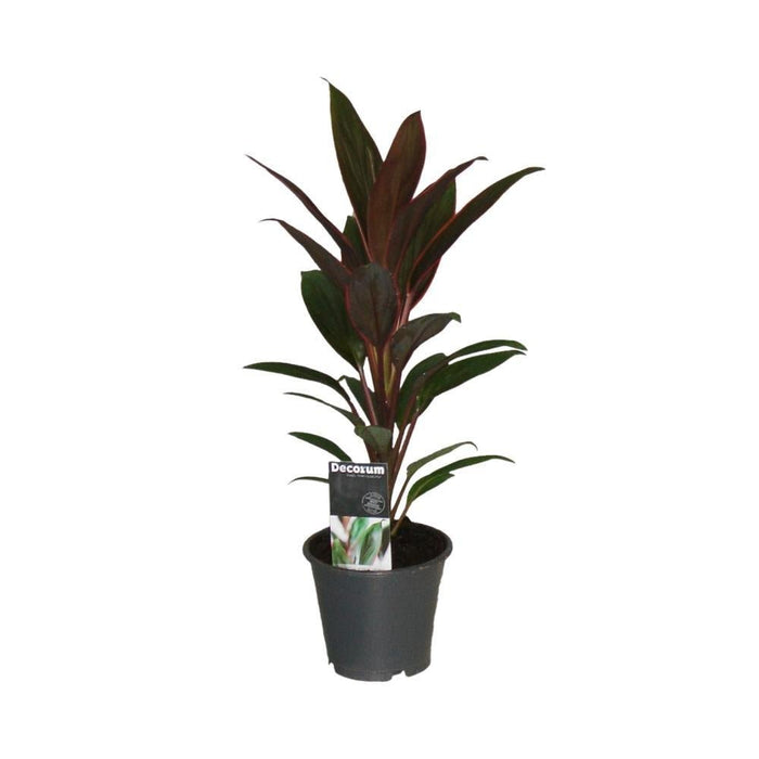 Cordyline 'Rumba'