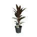 Cordyline 'Rumba'