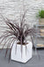 Cordyline X 'Festival® Burgundy'