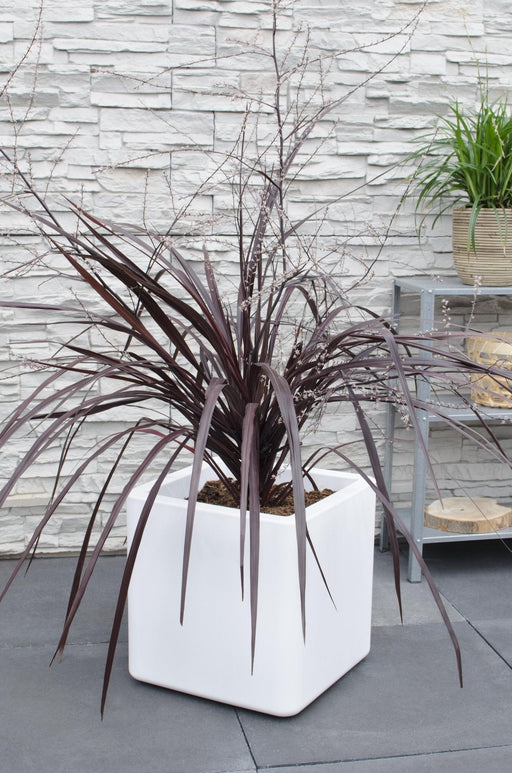 Cordyline X 'Festival® Burgundy'