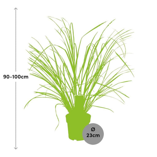 Cortaderia 'Selloana Evita'