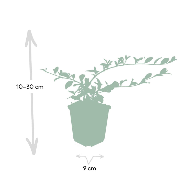 Cotoneaster Dammeri - Sett Med 6 Stk