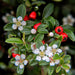 Cotoneaster Dammeri - Sett Med 6 Stk