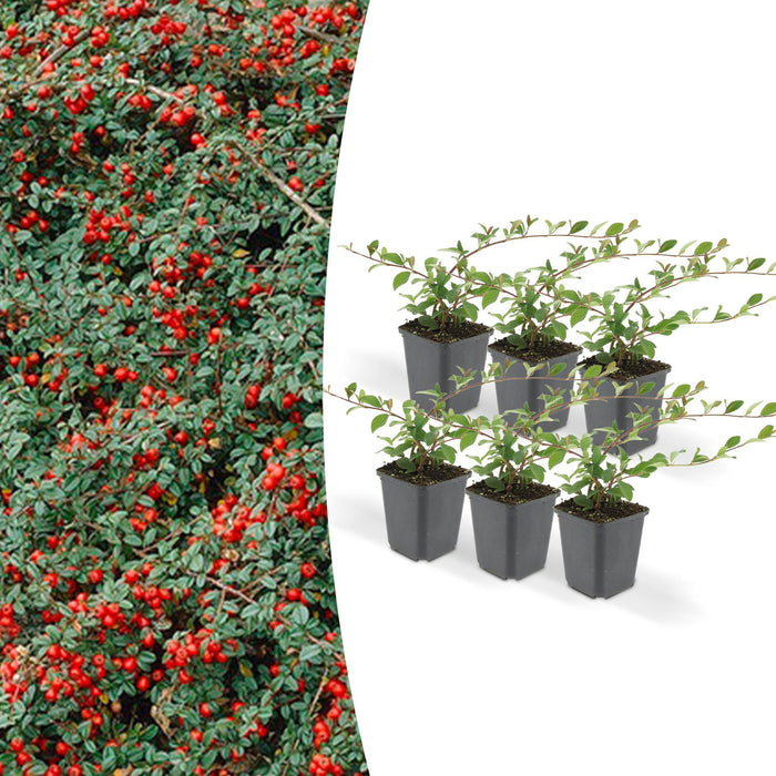 Cotoneaster Dammeri - Sett Med 6 Stk