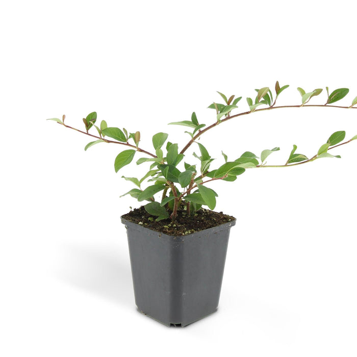 Cotoneaster Dammeri - Sett Med 6 Stk