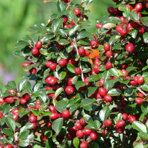 Cotoneaster Dammeri - Sett Med 6 Stk