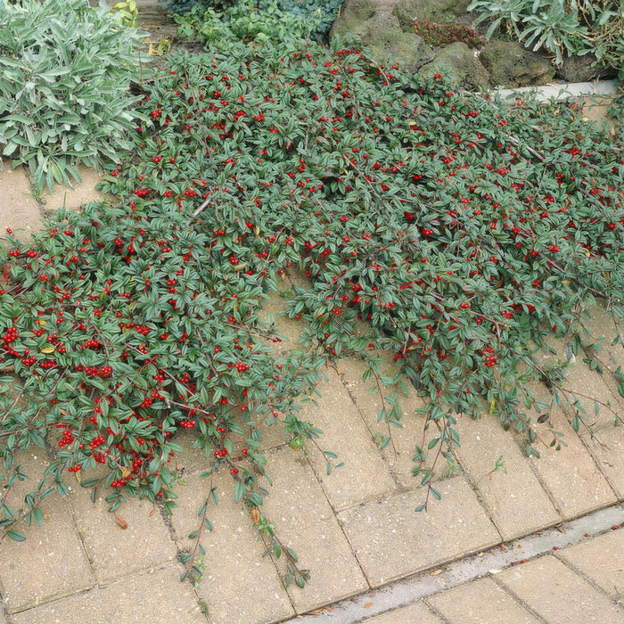 Dammer Cotonéaster 12Xh20Cm D9Cm