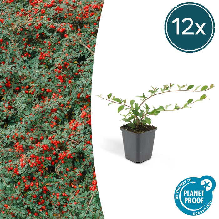 Dammer Cotonéaster 12Xh20Cm D9Cm