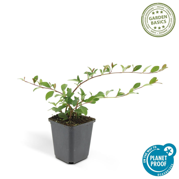 Dammer Cotonéaster 12Xh20Cm D9Cm