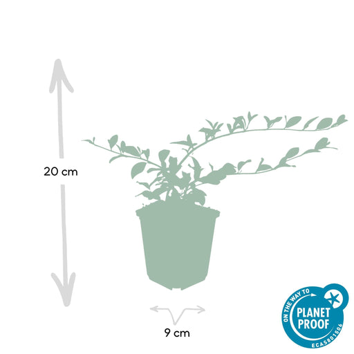 Dammer Cotonéaster 20Xh20Cm D9Cm