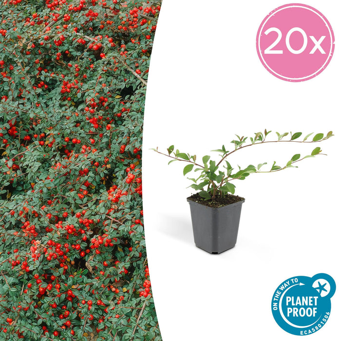 Dammer Cotonéaster 20Xh20Cm D9Cm