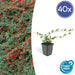 Dammer Cotonéaster 40Xh20Cm D9Cm