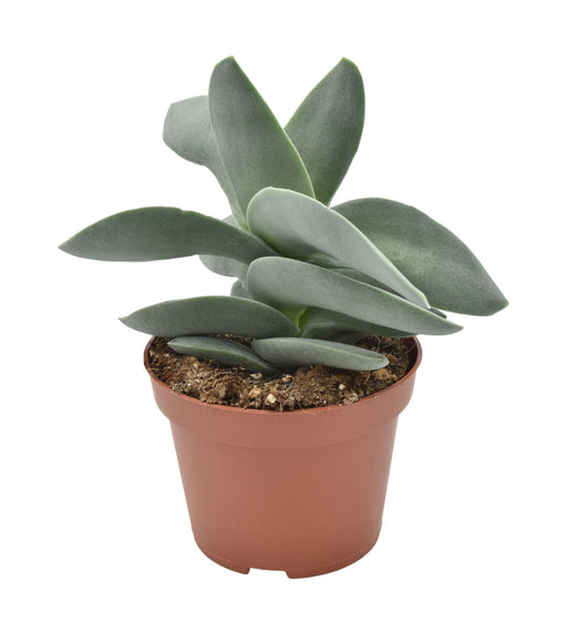 Crassula Boomerang H15Cm - Innendørs Sukkulentplante