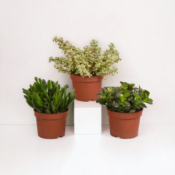 Crassula, Boks Med 3 Planter H21Cm