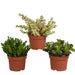 Crassula, Boks Med 3 Planter H21Cm