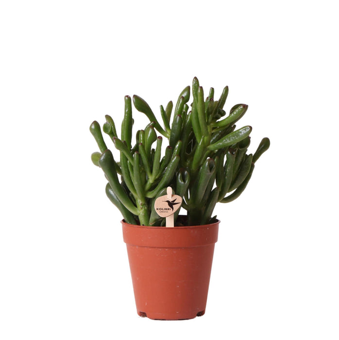 Crassula Hobbit H18Cm - Sukkulent