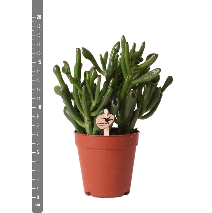 Crassula Hobbit H18Cm - Sukkulent