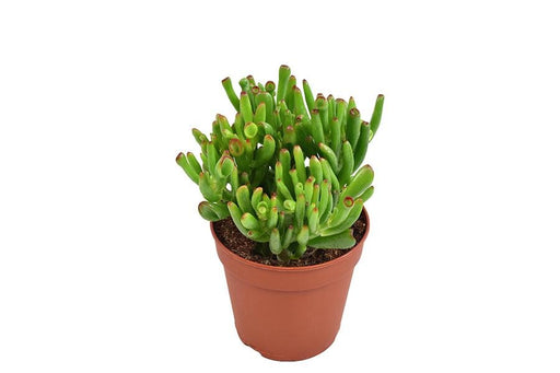 Crassula Hobbit H23Cm - Sukkulent