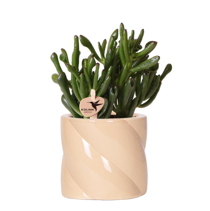 Crassula Hobbit + Pot Candy Lilac - Blomstrende Potteplante