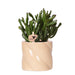 Crassula Hobbit + Pot Candy Lilac - Blomstrende Potteplante