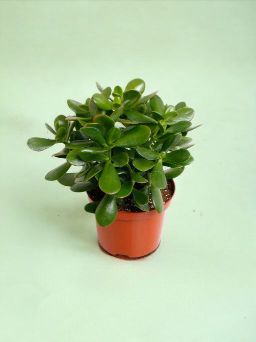 Crassula - Sølvet