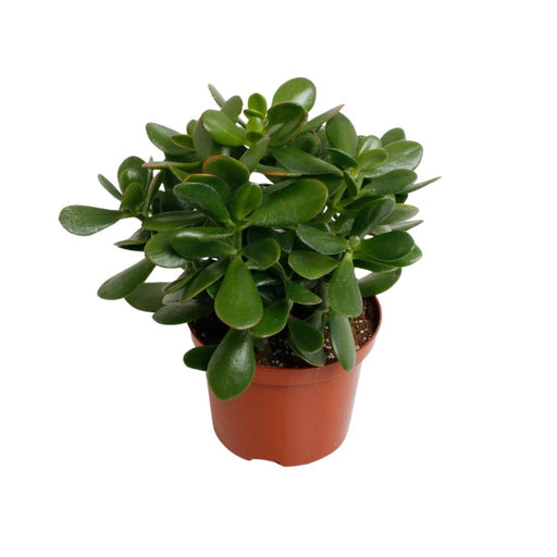 Crassula - Sølvet