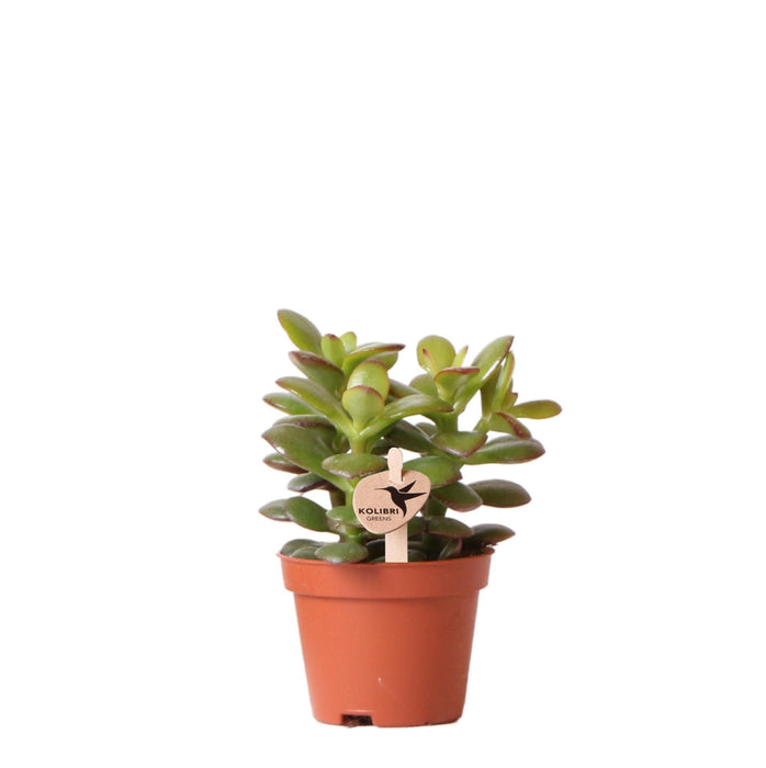 Crassula Minor H11Cm - Sukkulent