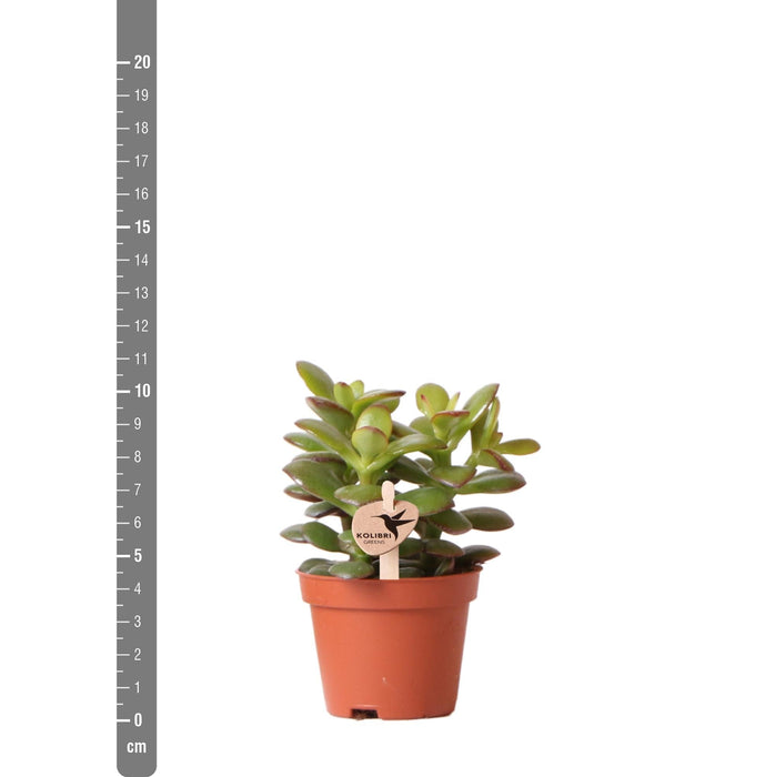 Crassula Minor H11Cm - Sukkulent