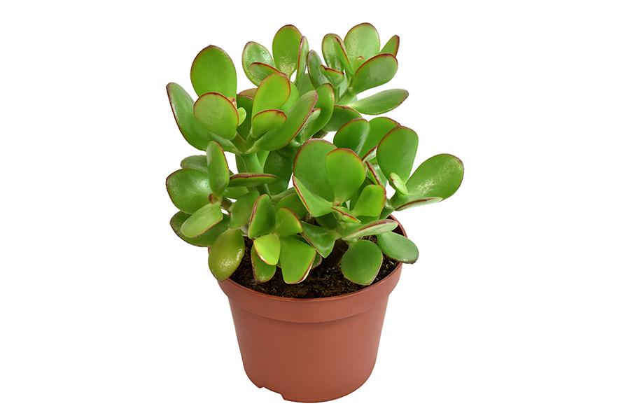 Crassula Ovata H15Cm - Innendørs Sukkulentplante