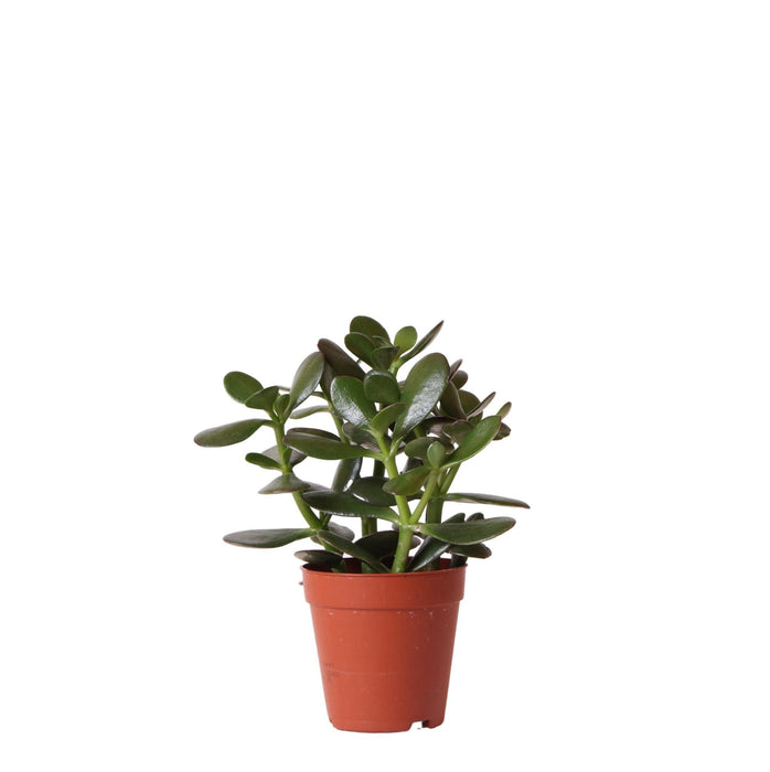 Crassula Ovata H20Cm - Innendørs Sukkulentplante