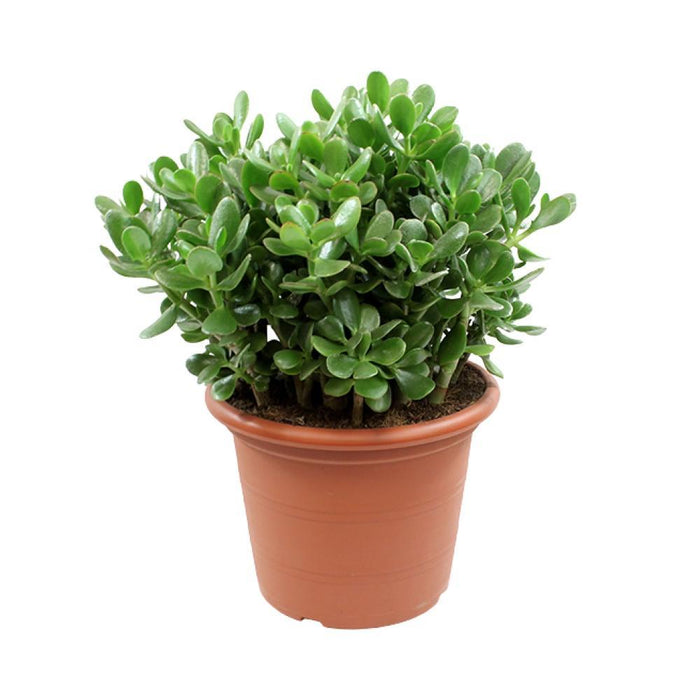 Crassula Ovata H50Cm - Innendørs Sukkulentplante