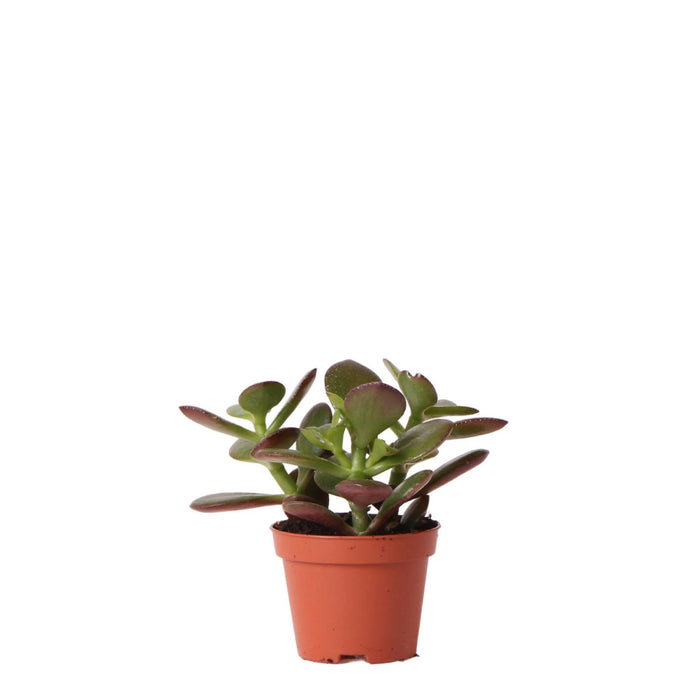 Crassula Ovata H8Cm - Mini Innendørs Sukkulentplante