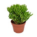 Crassula Ovata Hobbit H21Cm - Sukkulent