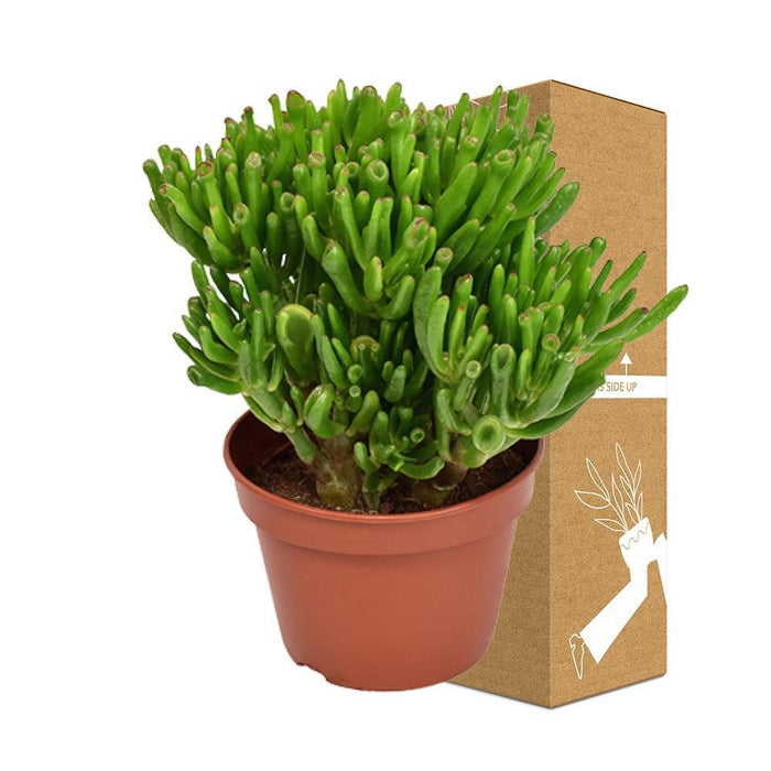 Crassula Ovata Hobbit H21Cm - Sukkulent